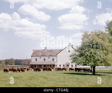 1980 SCÈNE DE FERME AVEC HEREFORD vaches qui paissent EN FACE DE WHITE BARN Banque D'Images