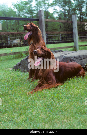 Deux chiens Setter irlandais à l'extérieur dans l'HERBE Banque D'Images