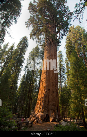 Sequoia National Park, Californie - Le General Sherman tree à Sequoia National Park, le plus grand arbre vivant. Banque D'Images