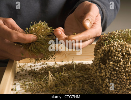 Kelvedon une saucisse végétarienne traditionnelle galloise 'King', poireau Banque D'Images