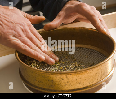 Kelvedon une saucisse végétarienne traditionnelle galloise 'King', poireau Banque D'Images