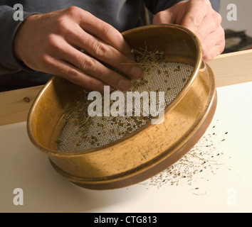 Kelvedon une saucisse végétarienne traditionnelle galloise 'King', poireau Banque D'Images