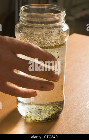 Kelvedon une saucisse végétarienne traditionnelle galloise 'King', poireau Banque D'Images