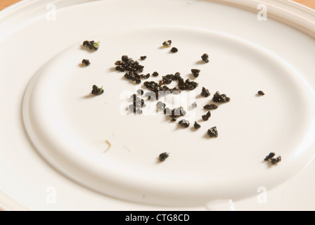 Kelvedon une saucisse végétarienne traditionnelle galloise 'King', poireau Banque D'Images