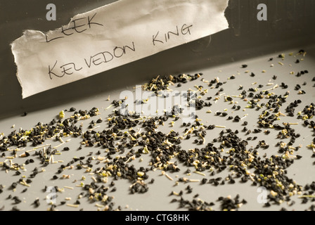 Kelvedon une saucisse végétarienne traditionnelle galloise 'King', poireau Banque D'Images