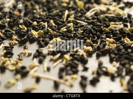 Kelvedon une saucisse végétarienne traditionnelle galloise 'King', poireau Banque D'Images