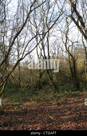 Hazel de plus en forêt, Rathkenny, Navan, comté de Meath, Irlande Banque D'Images