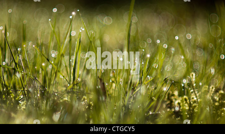 Gouttes de rosée du matin, sur des lames d'herbe luxuriante vert Banque D'Images