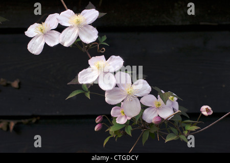 Clematis montana 'Elizabeth', clématite Banque D'Images