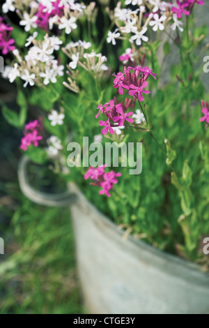 Silene armeria, silène noctiflore, fleurs roses et blanches sur une plante dans un contenant du zinc dans un jardin. Banque D'Images