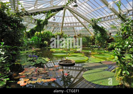 L'eau de nénuphar géant Victoria dans la chambre, les émissions du Palais des plantes dans le Jardin Botanique National de Belgique Banque D'Images