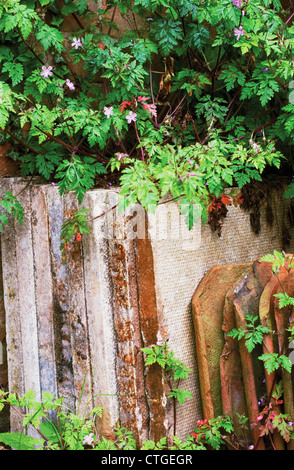 Geranium robertianum, Herb robert Banque D'Images