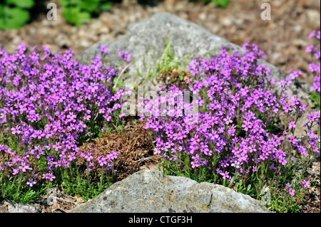 Conte de Foxglove / La trientale boréale / Alpine Balsam / Foie Balsam (Erinus alpinus) en fleur, Pyrénées, Espagne Banque D'Images