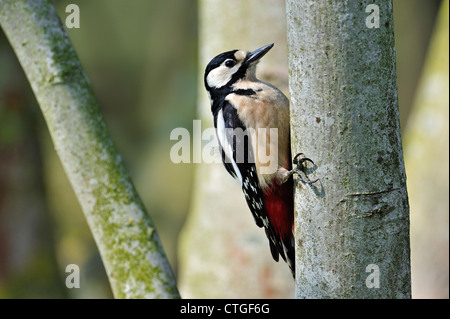 Great spotted woodpecker (Dendrocopos major) femelle sur tronc d'arbre dans la forêt, Belgique Banque D'Images