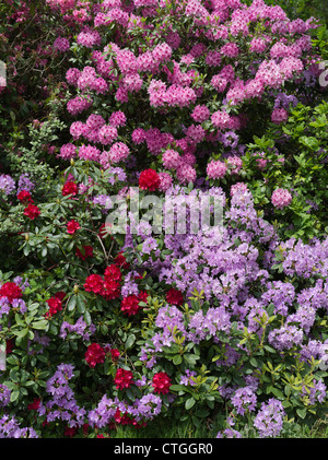 dh Rhododendrons ponticum BEAULIEU GARDENS HAMPSHIRE Britain Multi couleurs Rhododendron fleurs buisson royaume-uni jardin grands arbustes fleurir nouvelle forêt Angleterre Banque D'Images