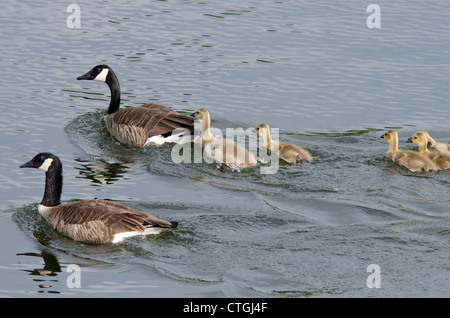 New York, Erie Canal entre Sylvan Beach et Oswego. Les bernaches du Canada en natation familiale canal. Banque D'Images