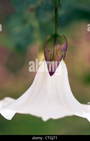 Convolvulus arvensis liseron des champs, Banque D'Images