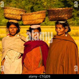 Les femmes tribales qui sera sur le marché dans l'Orissa, Inde Banque D'Images