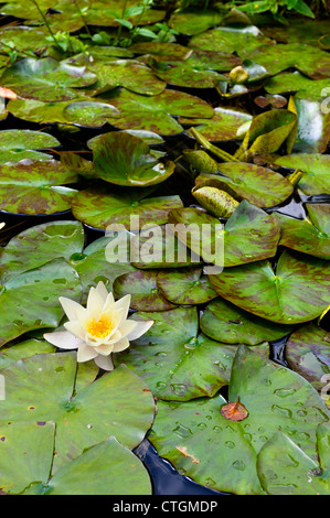 Derwent gardens derbyshire Matlock Bath england uk Banque D'Images