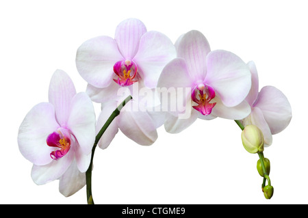 Branche d'orchidées tachetées rose isolated on white Banque D'Images