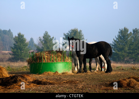Projet de travailler les chevaux de manger du foin à la station d'alimentation ferme, Michigan USA Banque D'Images
