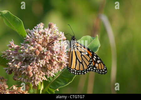 Papillon monarque danaus plexippus alimentation nectar pollinisateur, l'Asclépiade commune (Asclepias syriaca ) usine Michigan USA Banque D'Images