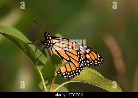 Papillon monarque danaus plexippus reposant sur l'Asclépiade commune (Asclepias syriaca ) usine Michigan USA Banque D'Images