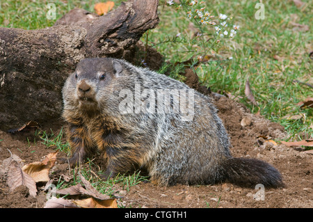 Aka marmotte Marmota monax marmotte à creuser den E USA Banque D'Images