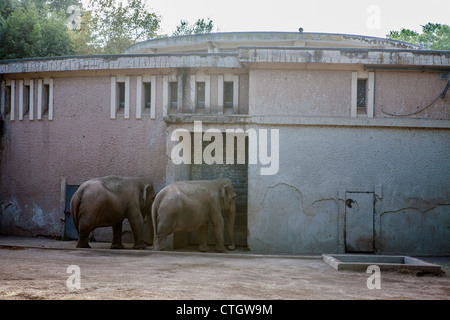 Les éléphants saisie stable à Giardino Zoologico di Roma, Bioparco SpA , Rome, Italie, Europe Banque D'Images