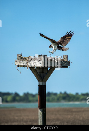 Osprey landing à salt marsh nest, New York Banque D'Images