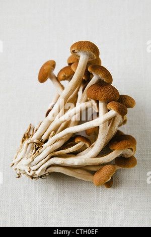 Groupe de champignons sauvages Banque D'Images