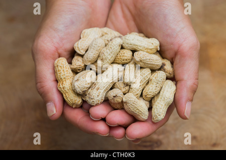 Les arachides en coque Banque D'Images