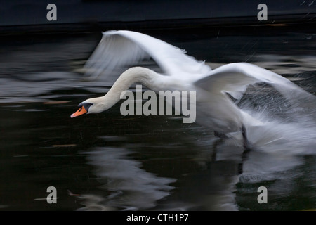 Les Pays-Bas, 's-Graveland, mute swan (Cygnus olor, atterrissage ). Banque D'Images