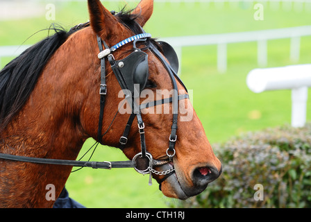 Les courses de chevaux après la course,le sport équestre Banque D'Images