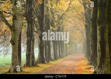 Les Pays-Bas, 's-Graveland, hêtre lane, Country Road, couleurs d'automne. Banque D'Images