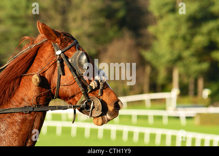 Les courses de chevaux après la course,le sport équestre Banque D'Images