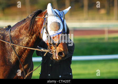 Les courses de chevaux après la course,le sport équestre Banque D'Images