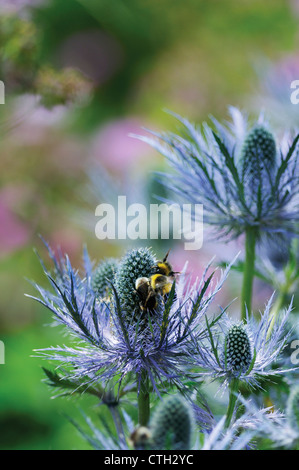 Eryngium, Holly Mer Banque D'Images