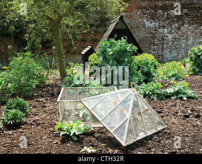 Papaver, pavot et d'autres plantes dans un jardin avec un châssis de verre cloche à l'avant-plan. Banque D'Images