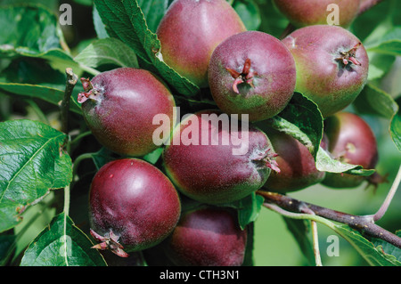 Malus domestica 'Charles Ross', Apple Banque D'Images