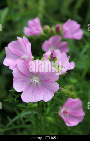 Musk-mallow Malva moschata Banque D'Images