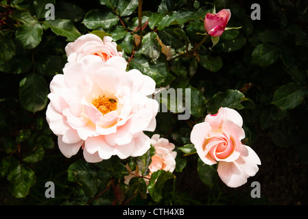 Rosa Valentine (juin) Banque D'Images