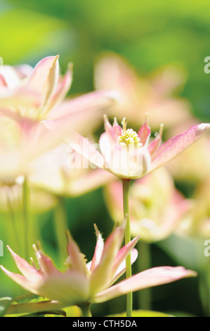 Clematis montana 'Broughton Star', clématite Banque D'Images