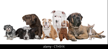 Groupe des huit chiens assis devant un fond blanc Banque D'Images