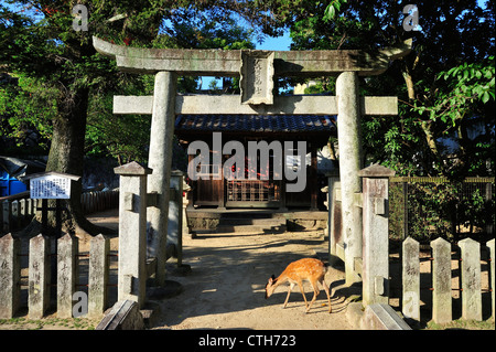 En face de cerfs, Torii Miyajima, Hiroshima Prefecture, Honshu, Japan Banque D'Images