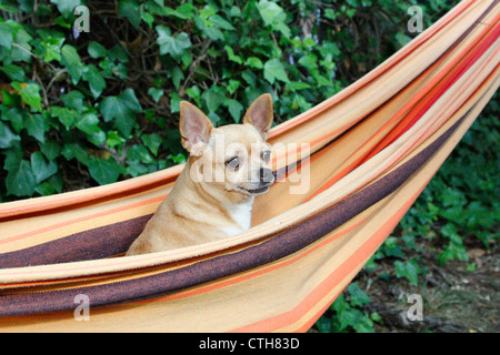 Gentil chien debout sur un hamac Banque D'Images