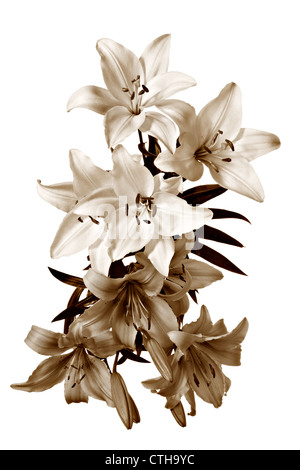 Sépia Vintage motif floral. Lilies isolé sur fond blanc Banque D'Images