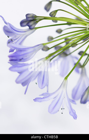 Agapanthus africanus, Agapanthus Banque D'Images
