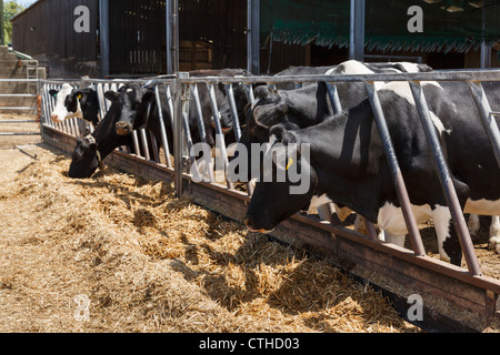 La scène agricole du troupeau de vaches laitières frisésiennes noires et blanches qui se nourrissent de foin à travers les barres dans un hangar de vache sur une ferme agricole de Dorset Angleterre Royaume-Uni Banque D'Images
