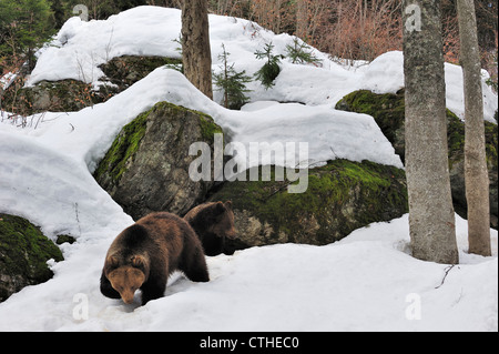 Ours brun (Ursus arctos) femelle avec deux ans cub dans la neige au début du printemps qui sortent d'den parmi les roches en forêt Banque D'Images